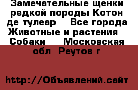 Замечательные щенки редкой породы Котон де тулеар  - Все города Животные и растения » Собаки   . Московская обл.,Реутов г.